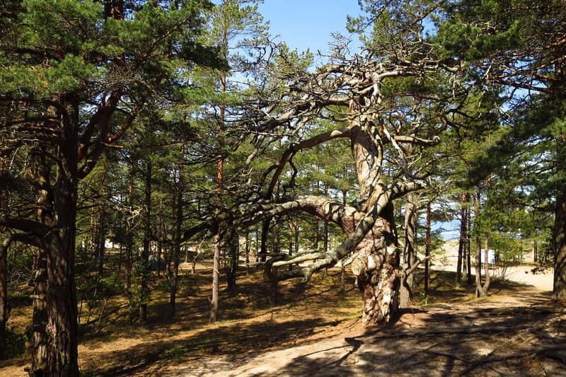 Aegna Island: Self-Guided Discovery Tour - Who Would Love This Tour?