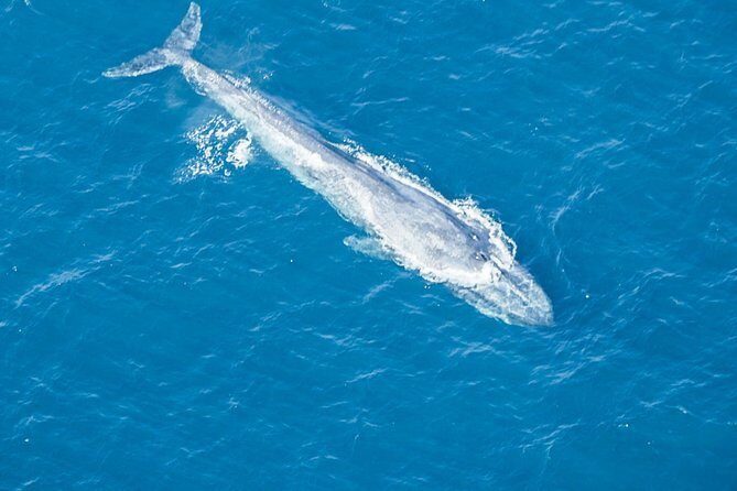 Aerial Whale Watching by Airplane from Koggala Airport (KCT) - A Closer Look at the Experience: What to Expect