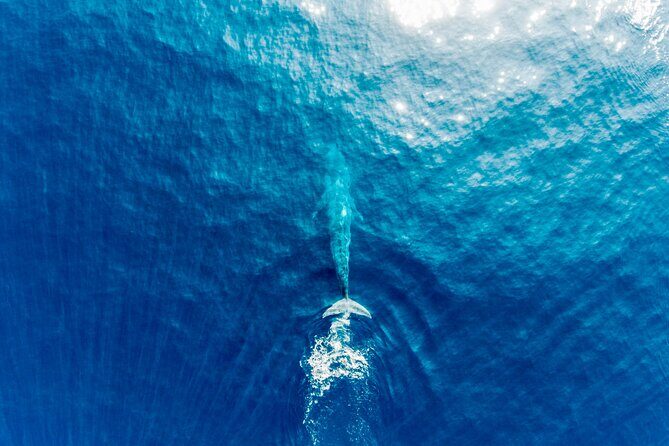 Aerial Whale Watching by Airplane from Koggala Airport (KCT) - The Itinerary: What’s Included and How It Unfolds