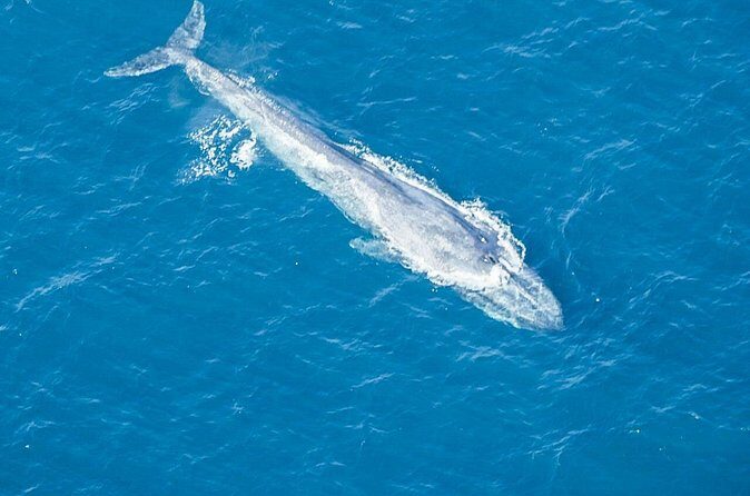 Aerial Whale Watching by Airplane from Koggala Airport (KCT) - Final Thoughts: Is It Worth the Price?