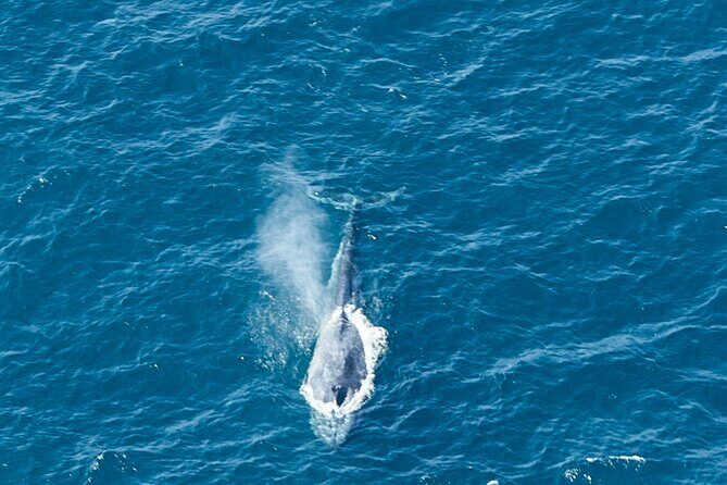 Aerial Whale Watching by Airplane from Koggala Airport (KCT) - The Sum Up