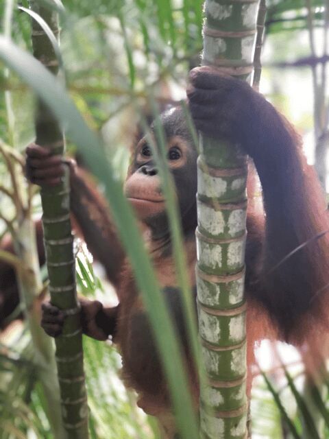 A'famosa Water Theme Park & Safari Wonderland Ticket - Final Thoughts: Is It Worth Visiting?