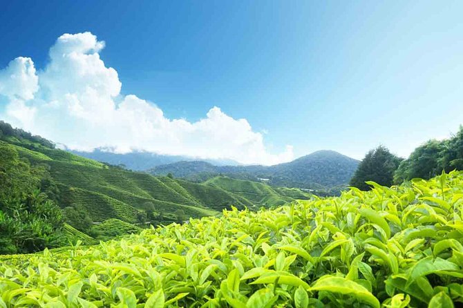 Affordable Transfer From Kochi to Munnar - Pickup and Meeting Details