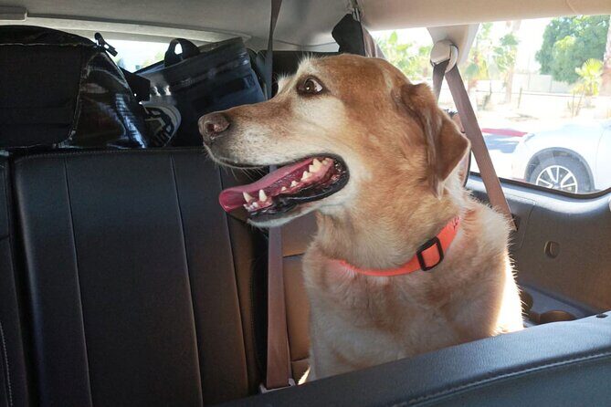 Affordable VIP Private Transportation- "ELEVATE YOUR JOURNEY" - Diving Into the Details: The Itinerary and Service Features