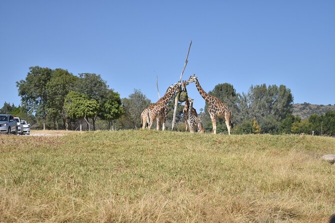 Africam Safari Experience (Private Tour) - Animal Diversity at Africam Safari