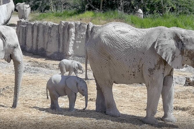Africam Safari Zoo Admission With Transportation - Pickup Details and Meeting Point