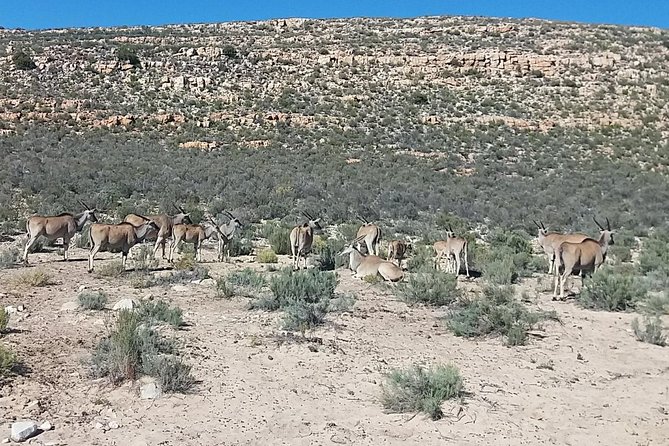 African Big 5 Full Day Safari Aquila Game Reserve From Cape Town - Traveler Reviews: Highly Recommended Safari Experience