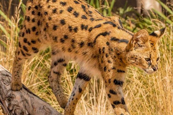 African Cat Experience at Werribee Open Range Zoo - What to Expect