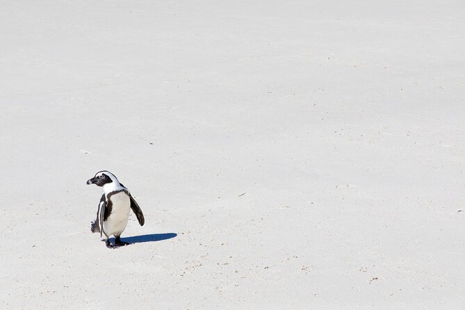 African Penguins (Boulders Beach) Half Day Tour From Cape Town - Traveler Photos