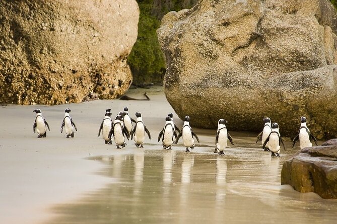 African Penguins (Boulders Beach) Half Day Tour From Cape Town - Itinerary