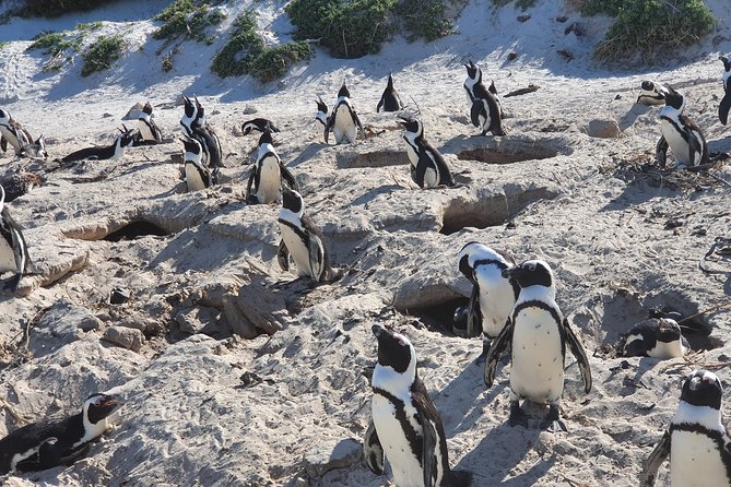 African Penguins (Boulders Beach) Half Day Tour From Cape Town - Common Questions