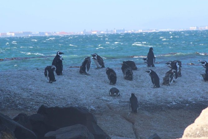 African Penguins Explorers - Habitat and Adaptations