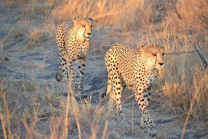 African Safari in Pilanesberg National Park - 1 Day Adventure - Inclusions