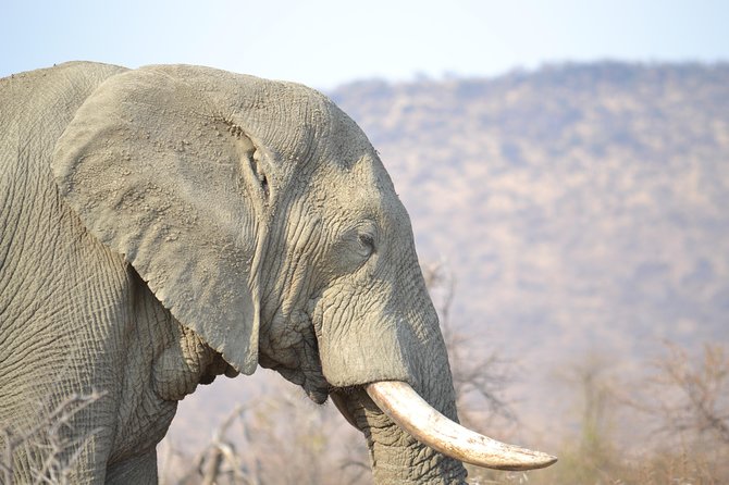 African Safari in Pilanesberg National Park - 1 Day Adventure - Meeting and Pickup