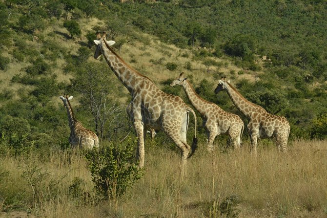 African Safari in Pilanesberg National Park - 1 Day Adventure - Additional Information