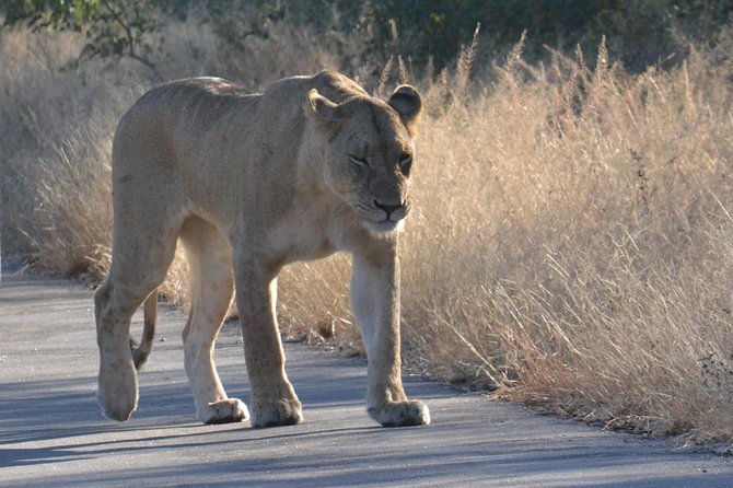 African Safari in Pilanesberg National Park - 1 Day Adventure - Private Tour for Big Five Wildlife Viewing