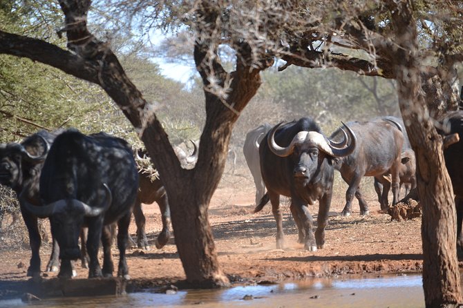 African Safari in Pilanesberg National Park - 1 Day Adventure - Open-Top Safari Drive With Binoculars Provided