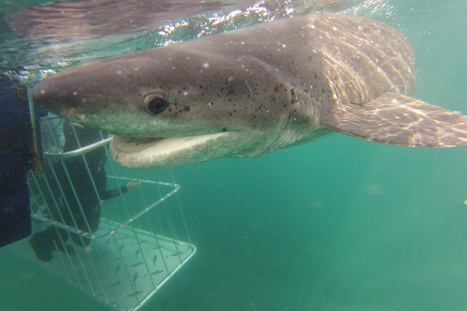 African Shark Eco-Charters Shark Cage Diving Cape Town - Safety Measures and Experienced Crew