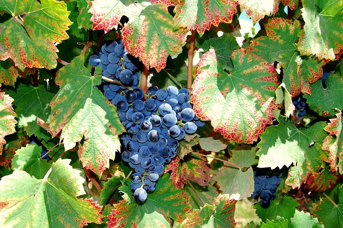 African Story Wine Tours in the Cape Winelands - Common Questions