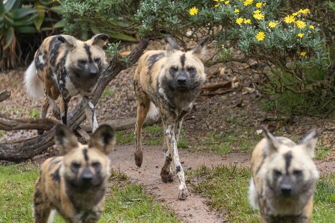 African Wild Dog Experience at Werribee Open Range Zoo - Additional Information and Tips