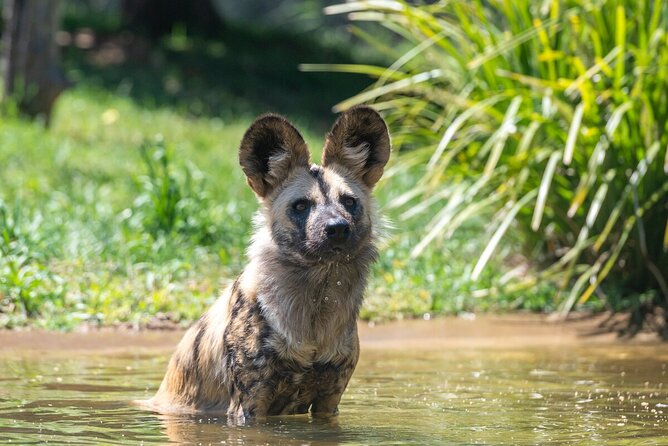 African Wild Dog Experience at Werribee Open Range Zoo - Inclusions and Amenities Provided