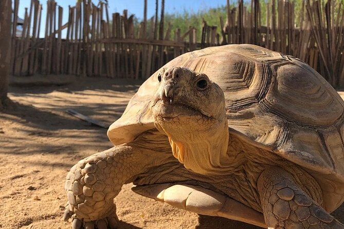 Africano Park Alexandria Safari From Cairo - Pickup and Departure Details