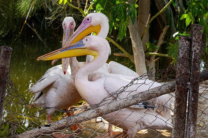 Africano Park Alexandria Safari From Cairo - Important Information