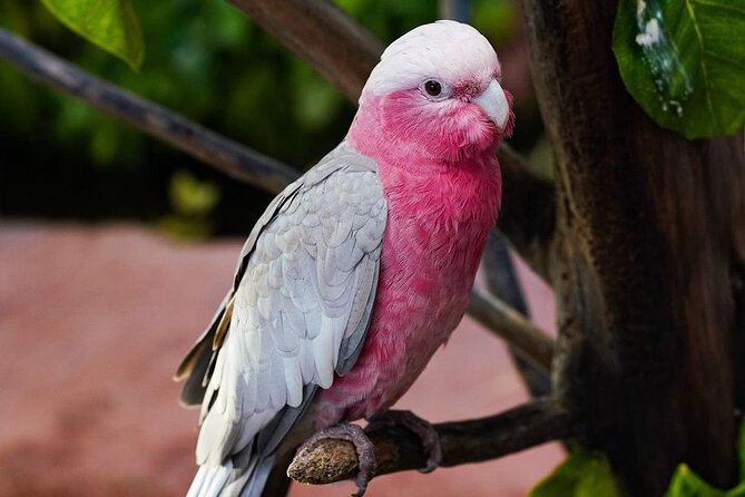 Africano Park Alexandria Safari From Cairo - Customer Reviews