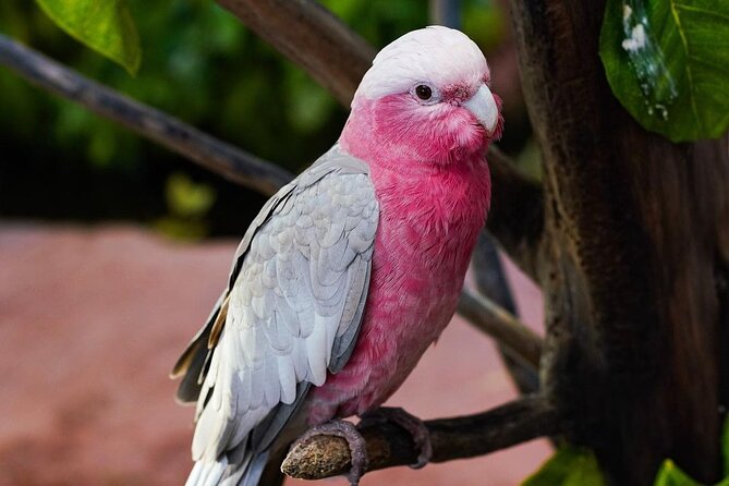 Africano Park Alexandria Safari From Cairo - Africano Park Overview