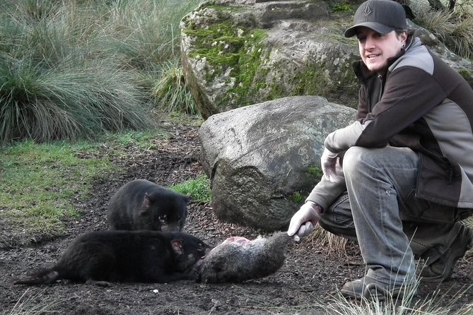 After Dark Tasmanian Devil Feeding Tour at Cradle Mountain - Overview and Experience