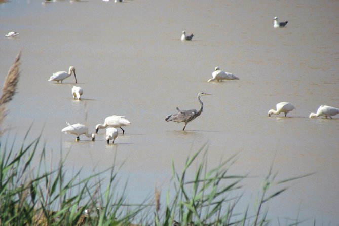 Afternoon Birdwatching at Lagoa Dos Salgados - Best Time of Year for Birdwatching