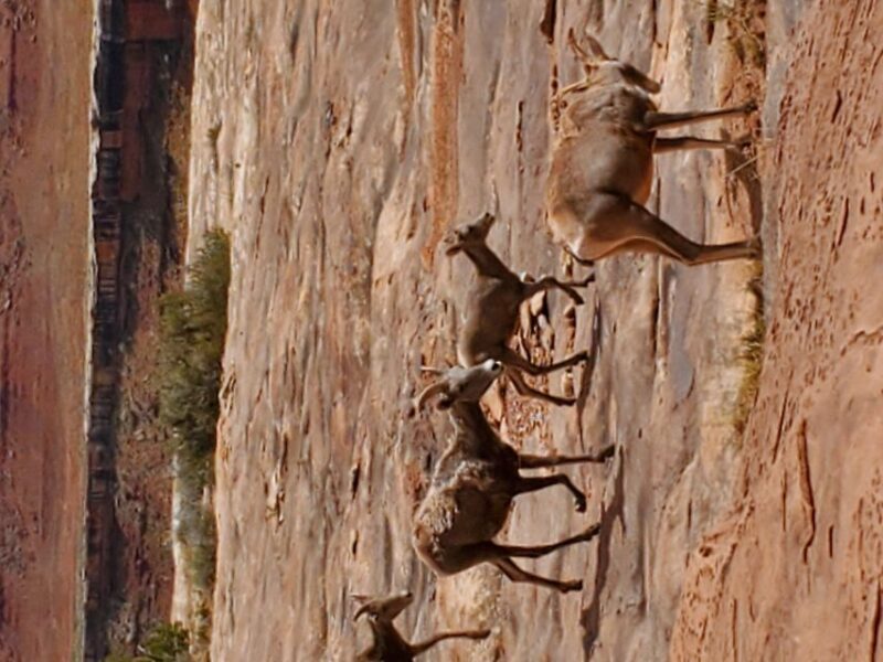 Afternoon Canyonlands Island In The Sky 4X4 Tour - An In-Depth Look at the Canyonlands Island in the Sky 4x4 Tour