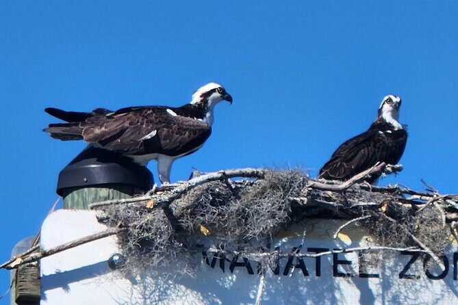 Afternoon Crystal River Ecological Boat Tour - A Closer Look at the Afternoon Crystal River Ecological Boat Tour