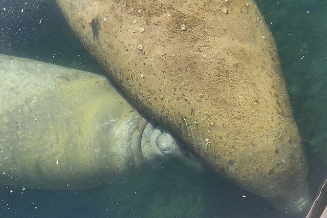 Afternoon Crystal River Ecological Boat Tour - Good To Know  