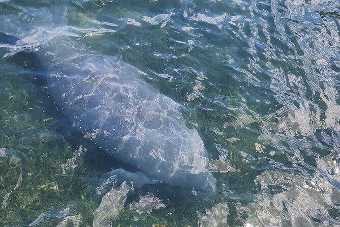 Afternoon Crystal River Ecological Boat Tour - Practical Details and Tips