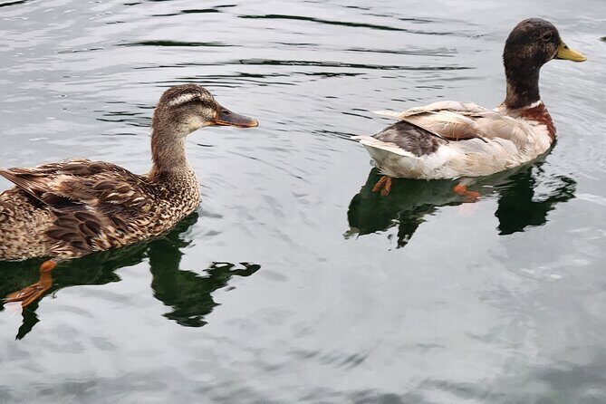 Afternoon Crystal River Ecological Boat Tour - Who Will Love This Tour?