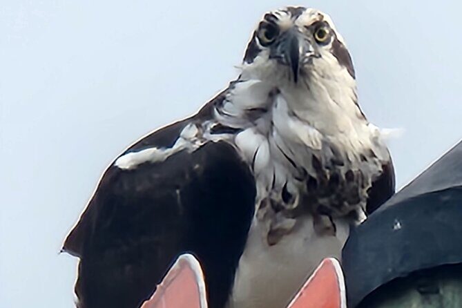 Afternoon Crystal River Ecological Boat Tour - Final Thoughts