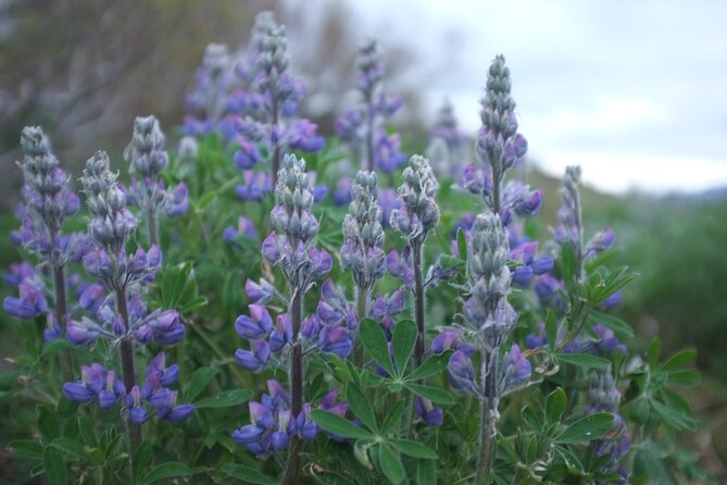 Afternoon Golden Circle Private Day Tour - Cancellation Policy