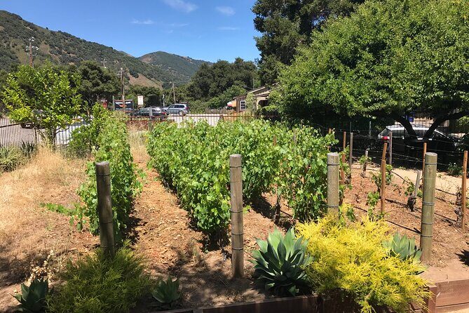 Afternoon Half-day Carmel Valley Wine Tasting Tour - What Makes This Tour Stand Out