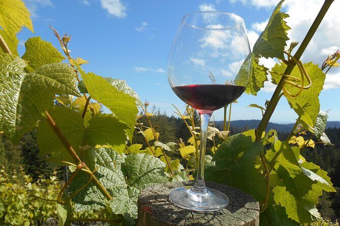 Afternoon Half-day Carmel Valley Wine Tasting Tour - The Guide’s Role: Knowledge and Personal Touch