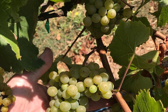 Afternoon Half-day Carmel Valley Wine Tasting Tour - Transportation & Group Size