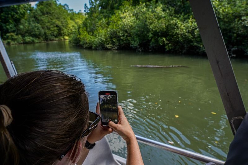 Afternoon Half-Day Daintree Rainforest Tour - What the afternoon schedule means for you