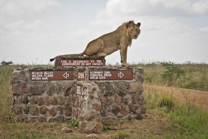 Afternoon Half Day Mini Safari to Nairobi National Park - Booking Information
