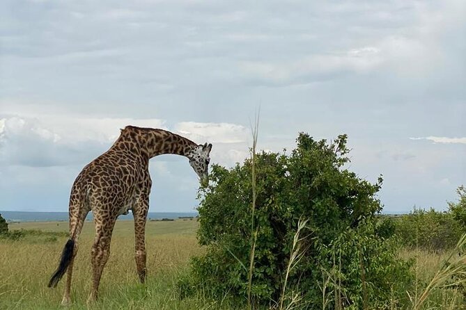 Afternoon Half Day Mini Safari to Nairobi National Park - Frequently Asked Questions
