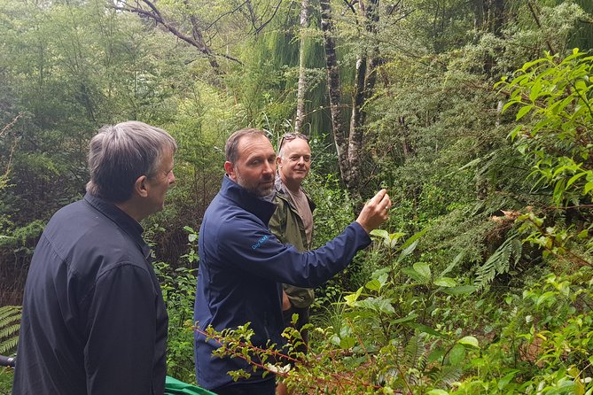 Afternoon Piha Beach and Rainforest Tour From Auckland - Lookout Points and Forest Hike