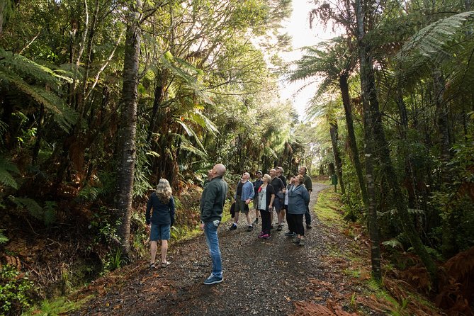 Afternoon Piha Beach and Rainforest Tour From Auckland - Visitor Center and Piha Beach Closure