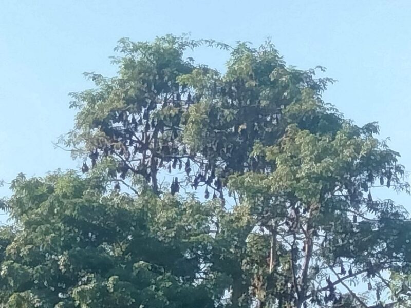 Afternoon Tour: Bamboo Train, Killing Cave &Bat Cave - FAQ