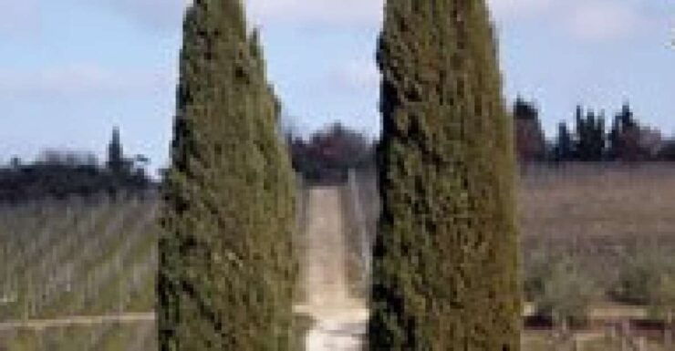 Afternoon Tour of the Chianti Wine Region in Tuscany - Good To Know