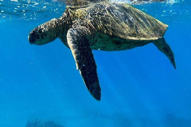 Afternoon Turtle Town Snorkel at Coral Gardens - The Heart of the Tour: Sailing on Maui’s Only Floating Tiki Bar