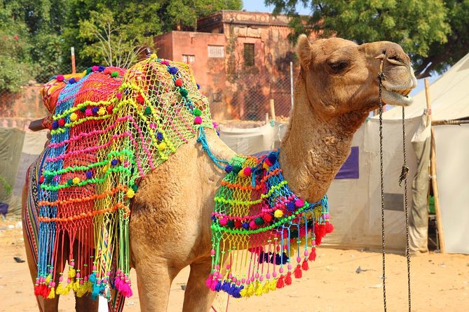 Afternoon Walk Tour With Sunset & Fire Ritual -The Pushkar Route - Itinerary Overview